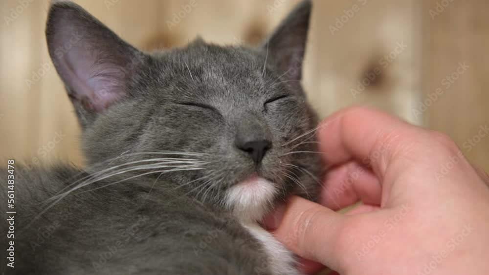 Muzzle of gray sleepy cat, close-up. Funny Gray Kitten is Stroked by a Human. Your Favorite Pet. Copy space for Text. Small Cat. Little Happy Cat Lovely Comfortable Sleeping. Love to Animals Muzzle of gray sleepy cat, close-up. Funny Gray Kitten is Stroked by a Human. Your Favorite Pet. Copy space for Text. Small Cat. Little Happy Cat Lovely Comfortable Sleeping. Love to Animals