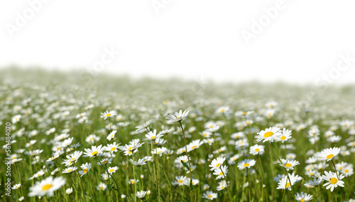 Marguerite daisies on the meadow isolated on transparent background, PNG. Spring flower.