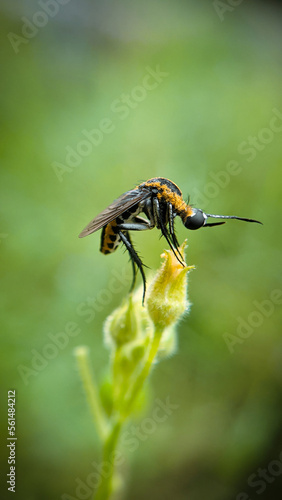 bee on yellow flower © Esma