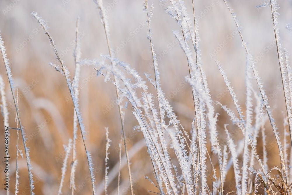 Fototapeta premium Frosty winter day scene, dry plant covered with hoarfrost