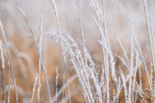 Frosty winter day scene  dry plant covered with hoarfrost