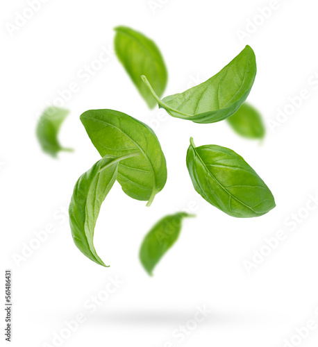 Papier peint Composition of green flying basil leaves
