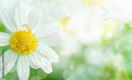 Close up background of Chamomile flower with dew drops. Copy space