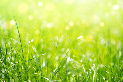 Green grass natural background with bokeh lights, selective focus.