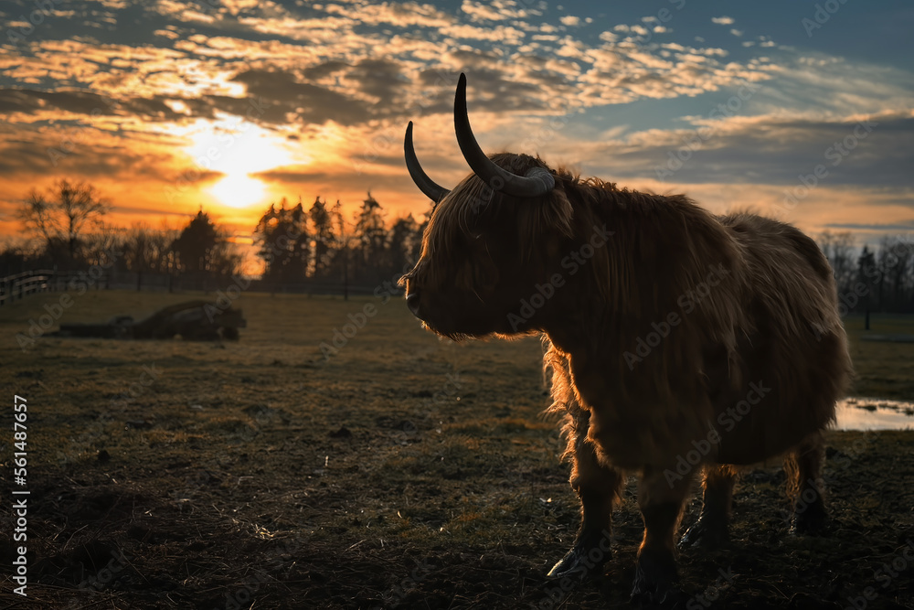 A cow grazes on a pasture at sunset.