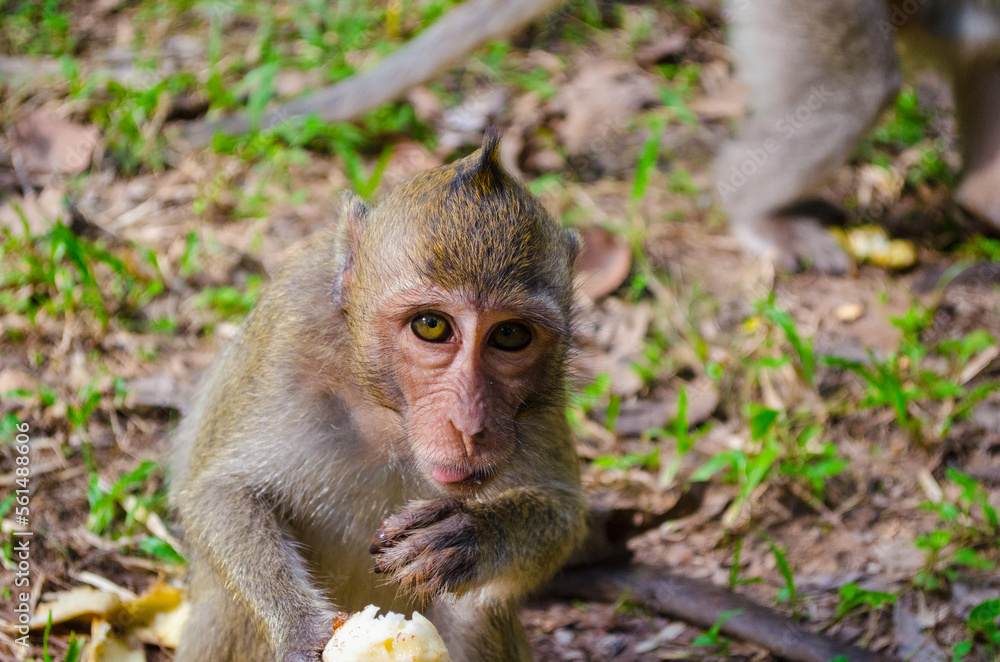 Cambodian Macaque Monkey