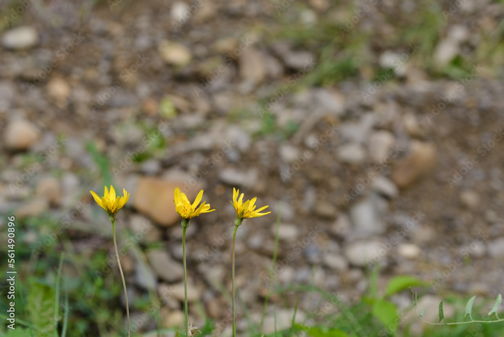 Yellow flowers near the mountain on a summer sunny day Yellow flowers near the mountain on a summer sunny day