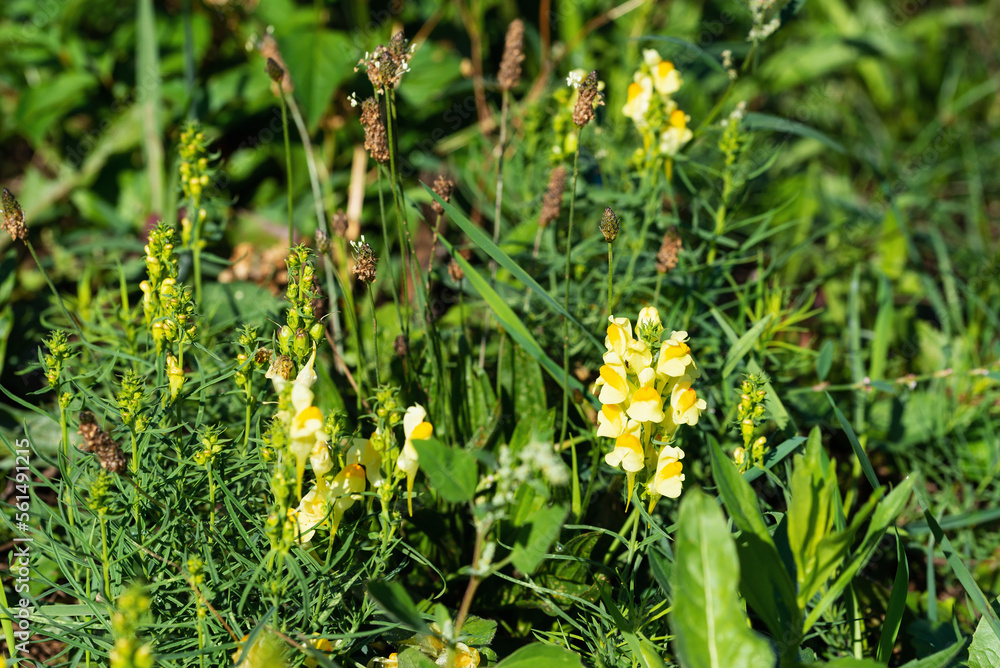 Yellow wildflowers of toadflax Linaria in the meadow Yellow wildflowers of toadflax Linaria in the meadow