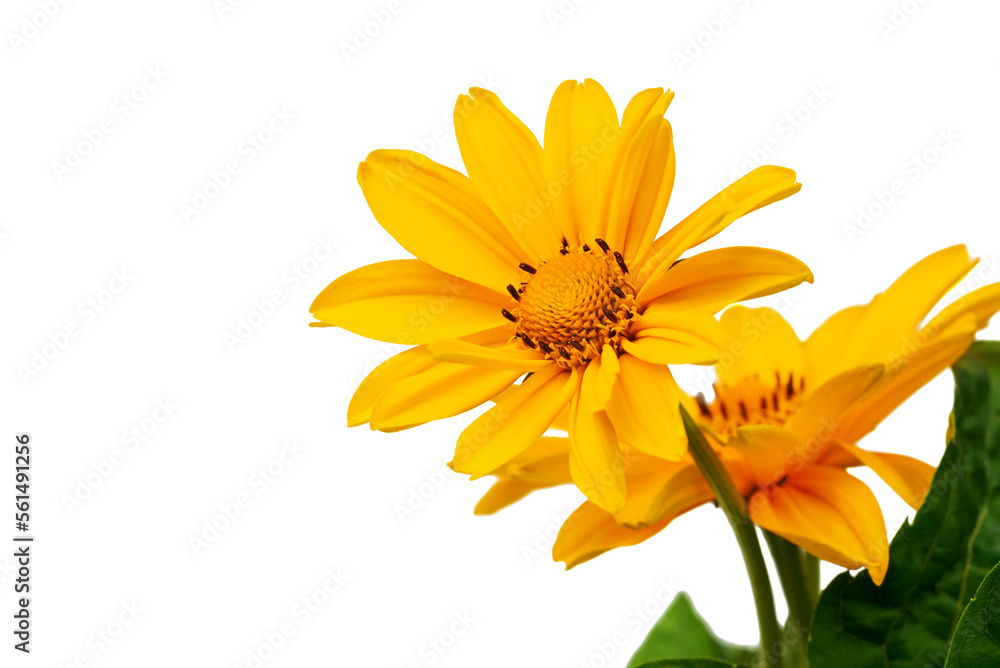 Bright yellow spring flowers on a white background