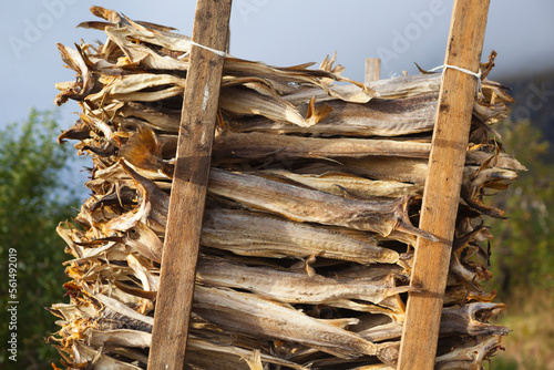 Pile of stockfish in  Ãƒâ€¦, Lofoten Islands, Norway.