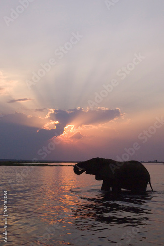 An elephant takes a drink of water at sunset from the Chobe River, Chobe National Park, Botswana. photo