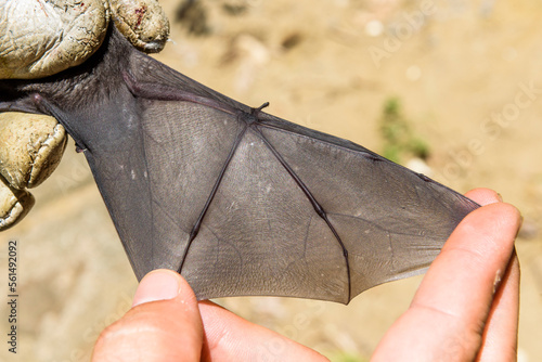 Wing of Sebas short-tailed bat (Carollia perspicillata), Guapiacu Ecological Reserve, Rio de Janeiro, Brazil photo