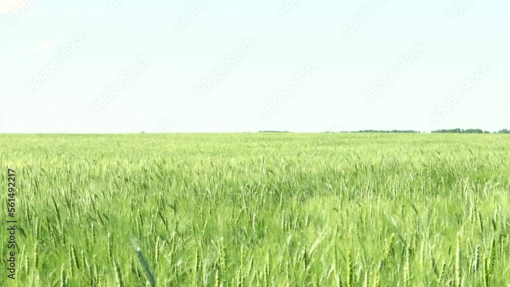 4k, video, a green field of early wheat against a blue sky, green ears of wheat swaying in the wind on a beautiful green wheat field. The concept of an agricultural farm 4k, video, a green field of early wheat against a blue sky, green ears of wheat swaying in the wind on a beautiful green wheat field. The concept of an agricultural farm
