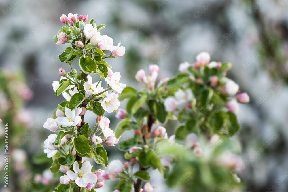White flowers bloom in the trees. Beautiful blooming garden on a sunny day White flowers bloom in the trees. Beautiful blooming garden on a sunny day