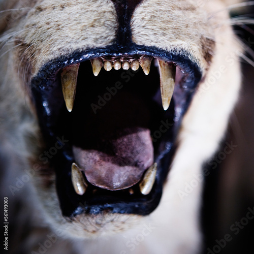 Close-up of the open mouth and teeth of a stuffed wild animal.