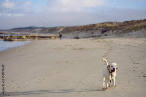Blond labrador retriever dog running towards the camera on an empty beach with a piece of wood