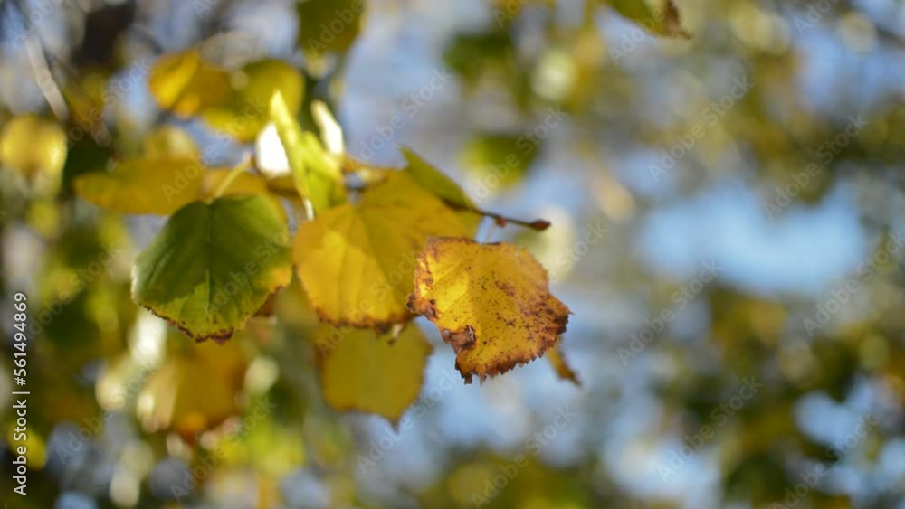 close-up leaf during the autumn fall season. closeup yellow leaves. close-up leaf during the autumn fall season. closeup yellow leaves.