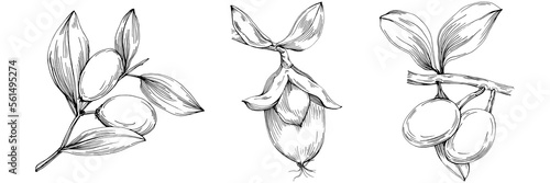 Jojoba tree and beans in graphic style hand draw on white background. Isolated object with engraved style illustration. The best for design logo, menu, label, icon, stamp.