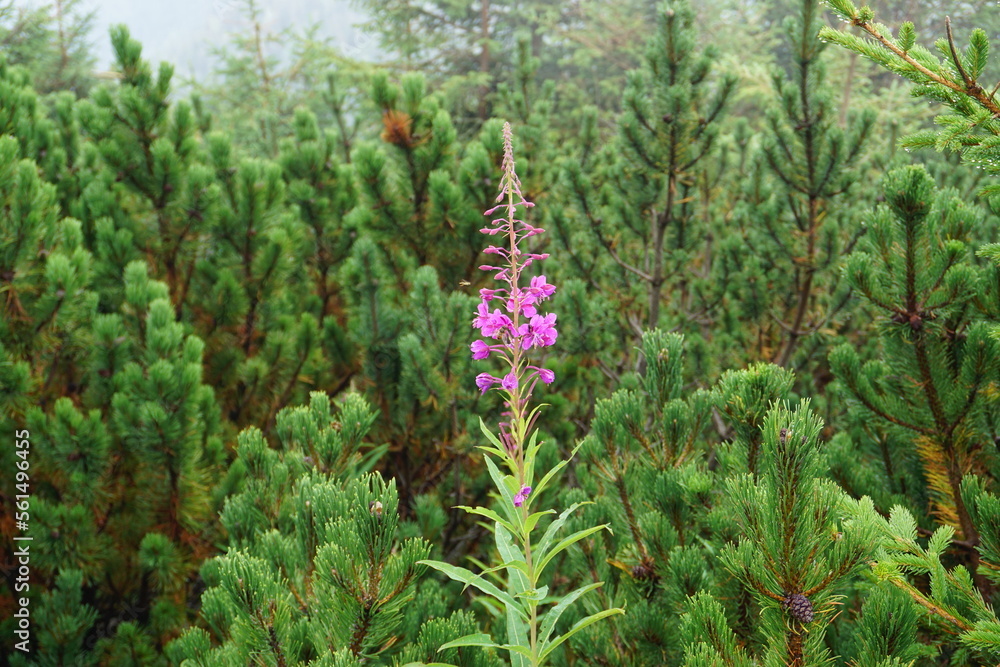 flower on the mountain flower on the mountain