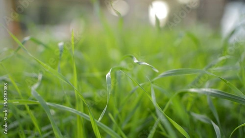 green blurred grass swing at wind in a natural green blur background.