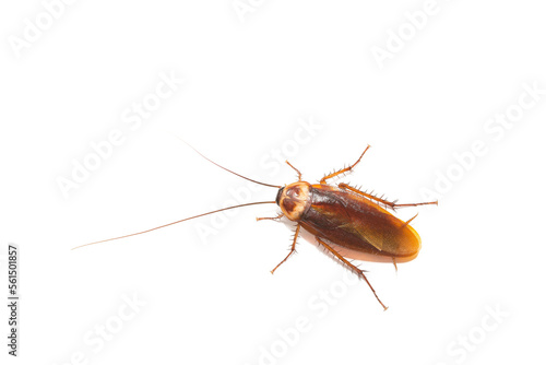 action image of Cockroaches, Cockroaches isolated on white background © Gan