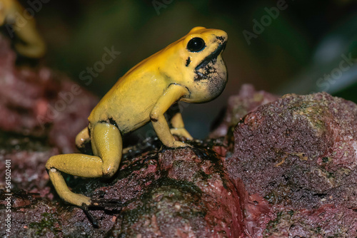yellow poison dart frog croaking © Micha 