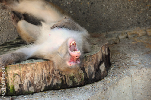 Berber monkey lying on a tree stump and laughing his head off