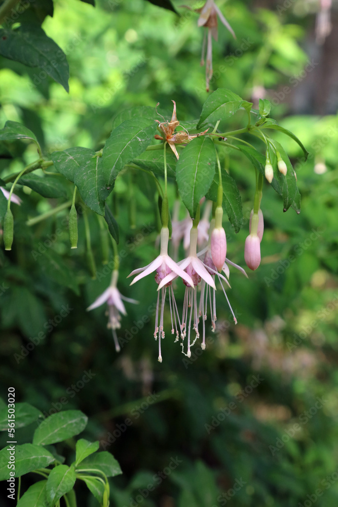 Closeup of pale pink Fuchsia flowers, Derbyshire England
Closeup of pale pink Fuchsia flowers, Derbyshire England