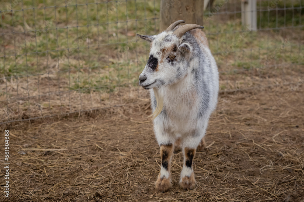Fototapeta premium American Pygmy goat in a roadside zoo.
