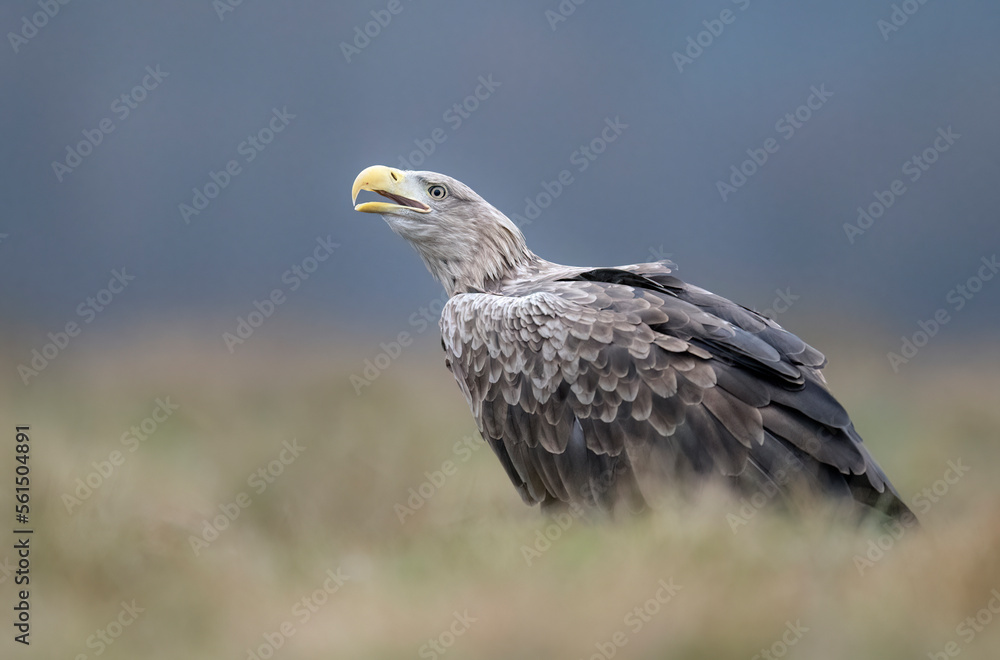 Sea eagle / white tailed eagle ( Haliaeetus albicilla) Sea eagle / white tailed eagle ( Haliaeetus albicilla)