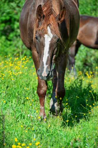  portrait of beautiful red broodmare sportive mare walking up right at freedom in pasture. herd life