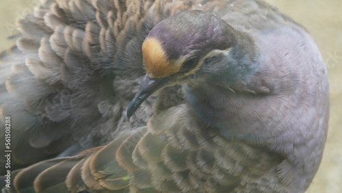 ハジロバンドバト（学名：Patagioenas fasciata）
（英名：Band-tailed Pigeon）

ハジロバンドバト（Band-tailed Pigeon） は、ハト科（Columbidae）に属する中～大型のハトで、北米から南米にかけて広く分布しています。 photo