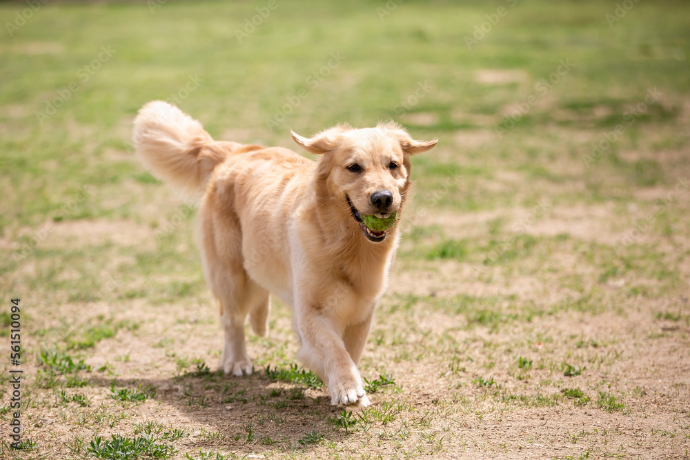 A cute golden retriever lovely dog playing in the field. A cute golden retriever lovely dog playing in the field.