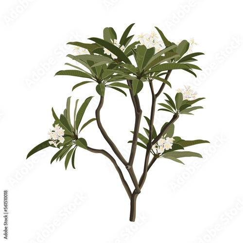 Tree with roots and flowers of frangipani (Plumeria) on a white background. Plant of plumeria (Plumeria) without flowers.
