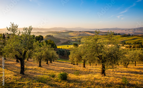 Olivenhain in der Toskana im Morgenlicht photo