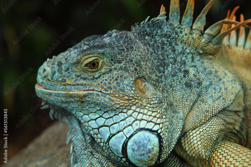 Portrait of an iguana with a close ruffle on a stone