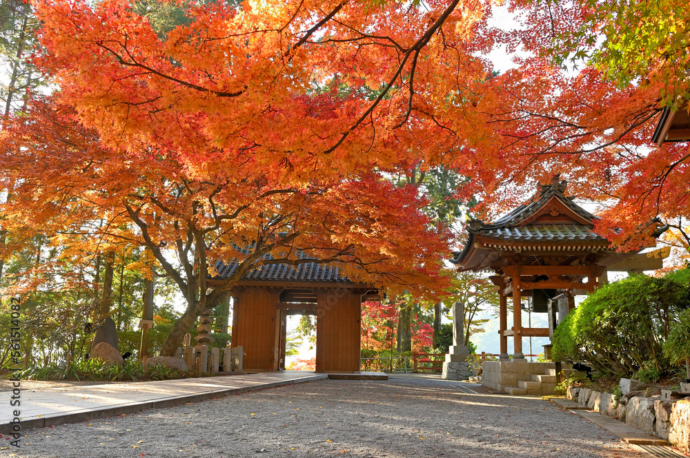 Naklejka premium 紅葉期の大興善寺「仁王門(山門)と鐘楼」