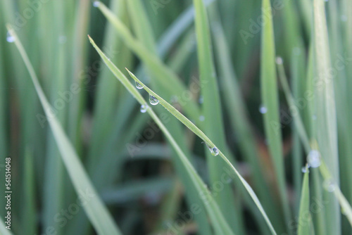 Close up view of freen leaves of paddy plant or Oryza sativa with morning dew on rice field