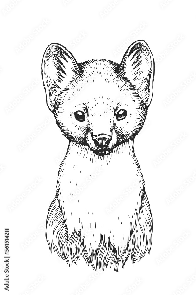 Vector hand-drawn illustration of marten head in engraving style. Sketch of cute muzzle of forest animal. - obrazy, fototapety, plakaty 