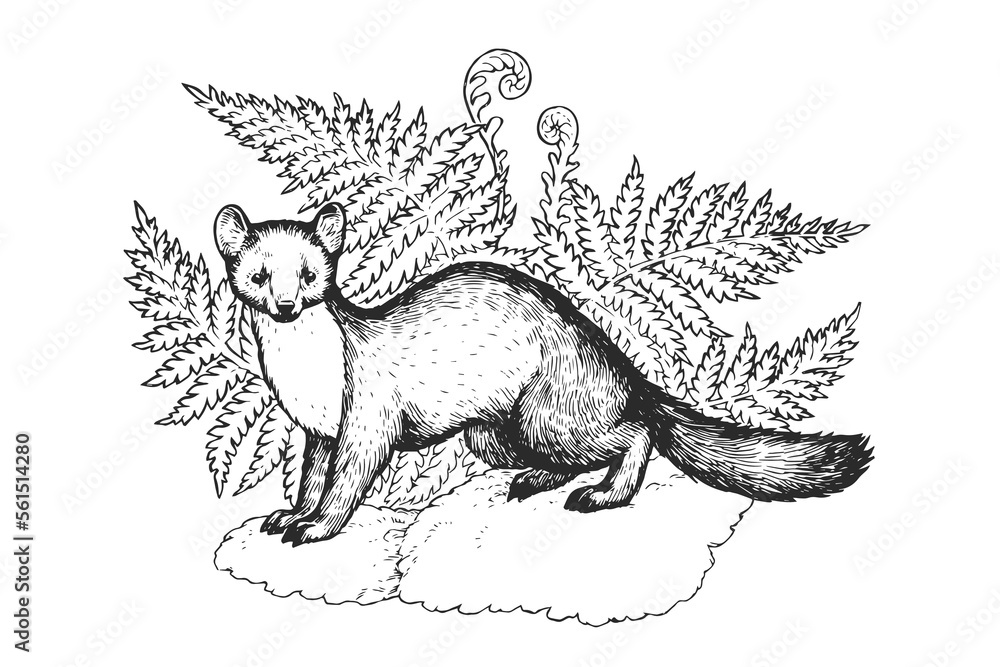 Obraz premium Vector hand-drawn illustration of marten in fern leaves in engraving style. Sketch wild forest animal with plants isolated on white.