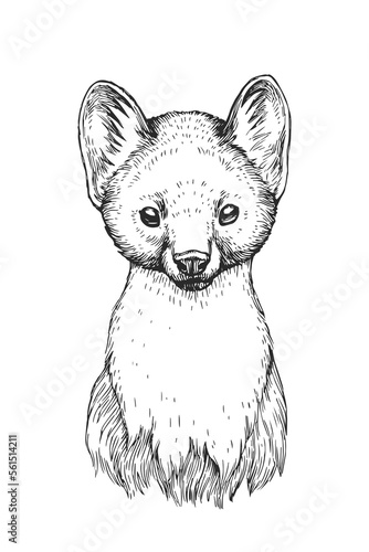 Vector hand-drawn illustration of marten head in engraving style. Sketch of cute muzzle of forest animal.