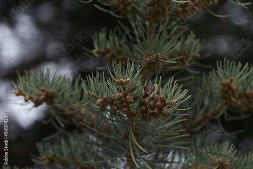 Abies tree in spring with many little cones