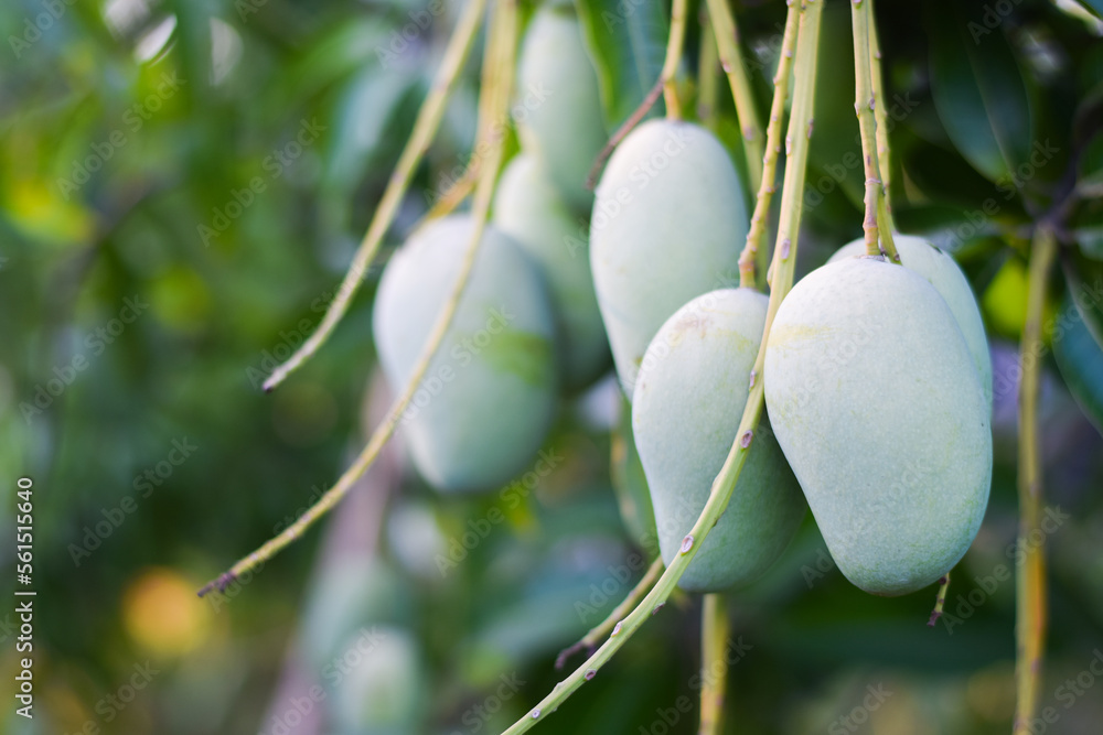 fresh organic mango fruit on tree in orchard fresh organic mango fruit on tree in orchard