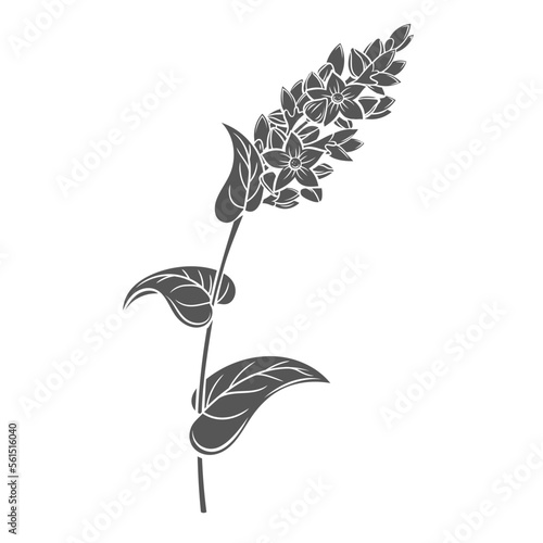 Buckwheat cereal crop plant, glyph icon vector illustration. Cut black silhouette of grain agricultural plant with flowers, leaf and seeds on stalk, organic kernel, farm product