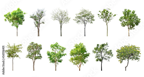 Collection Trees green leaves and some with yellow flowers. total 12 trees.  png  