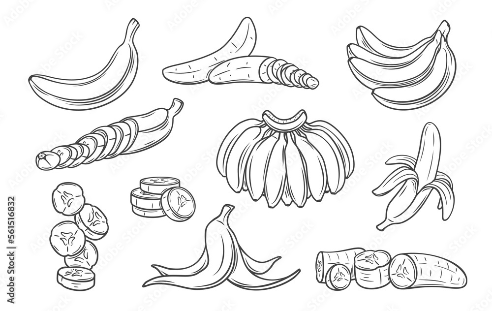 Banana line icons set vector illustration. Hand drawn outline one and variety group of tropical fruit with peel, bunch on branch, whole banana and cut into pieces and slices, slippery trash skin