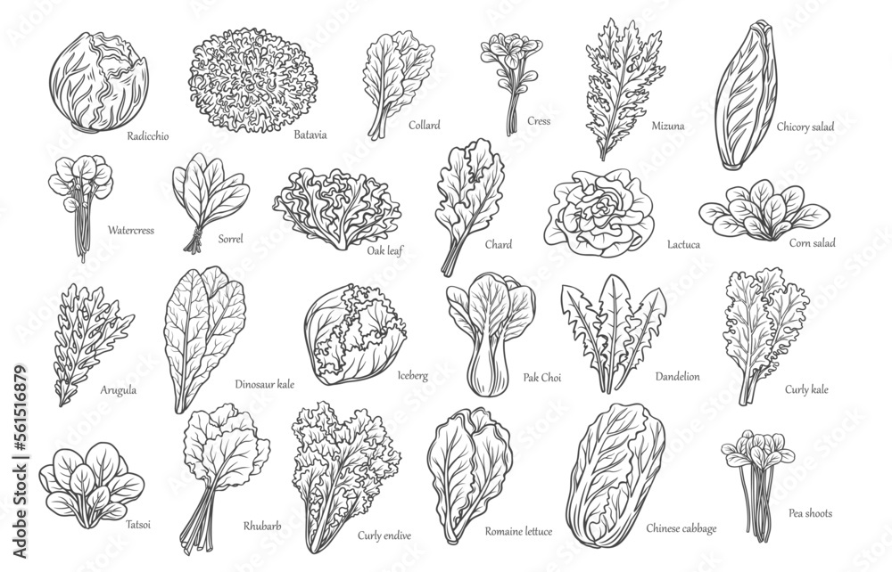 Leafy salad vegetables outline icons set vector illustration. Hand drawn line sketches of Romaine lettuce and radicchio salad leaf, arugula and chicory, collard and bok choy, iceberg and curly kale - obrazy, fototapety, plakaty 