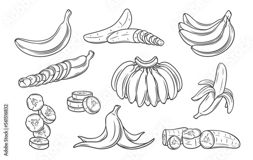 Banana line icons set vector illustration. Hand drawn outline one and variety group of tropical fruit with peel, bunch on branch, whole banana and cut into pieces and slices, slippery trash skin