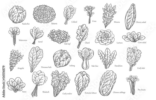 Leafy salad vegetables outline icons set vector illustration. Hand drawn line sketches of Romaine lettuce and radicchio salad leaf, arugula and chicory, collard and bok choy, iceberg and curly kale