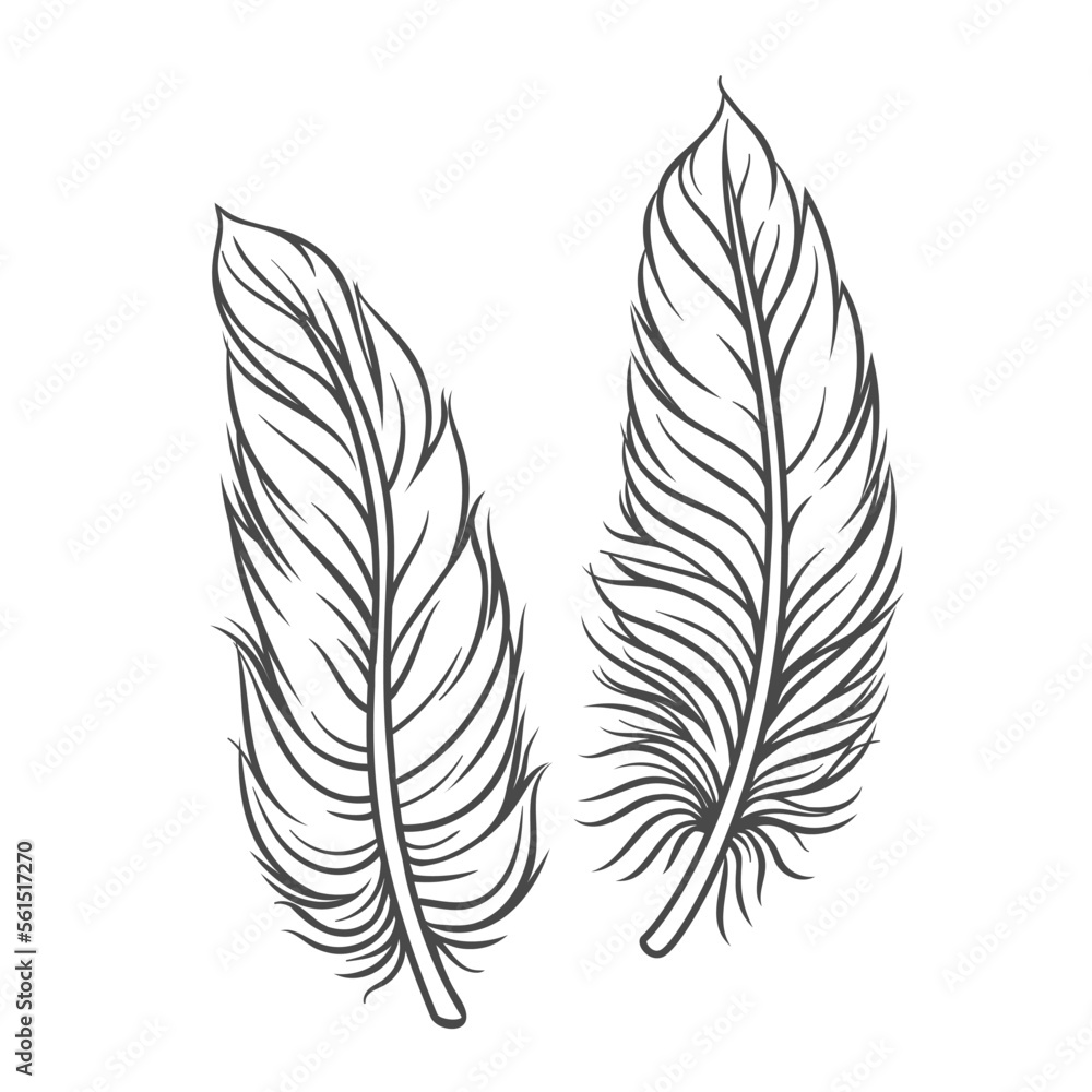 Feathers line icons set vector illustration. Hand drawn outline soft lightweight feathers and fluff for pillow, fluffy easy plumage of bird or angel wings, natural fuzz and quill of duck and dove Feathers line icons set vector illustration. Hand drawn outline soft lightweight feathers and fluff for pillow, fluffy easy plumage of bird or angel wings, natural fuzz and quill of duck and dove